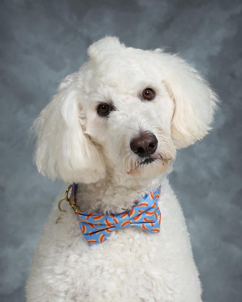 Image of Mosley Welak